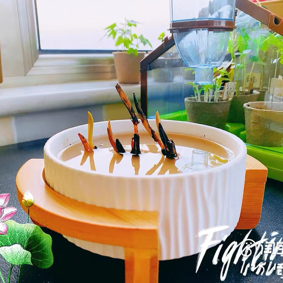 Versatile Silicone Mold for DI – обзор и цена Terrazzo Pot Cement