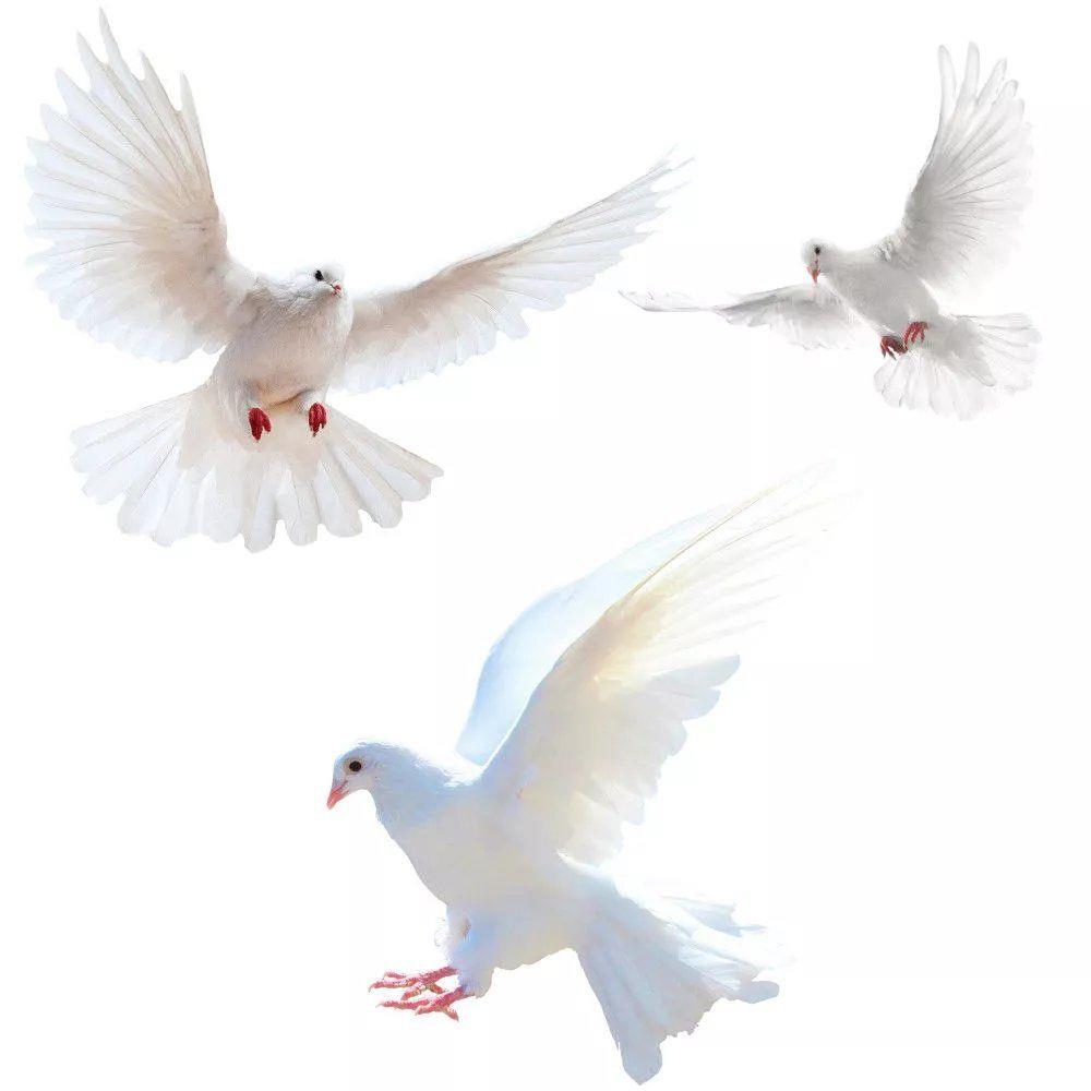 Peace Dove Wall Stickers for L – обзор и цена Interior Design Magazine