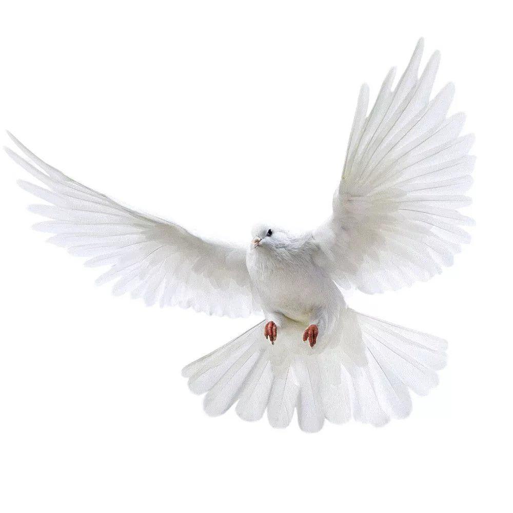 Peace Dove Wall Stickers for L – обзор и цена Interior Design Magazine