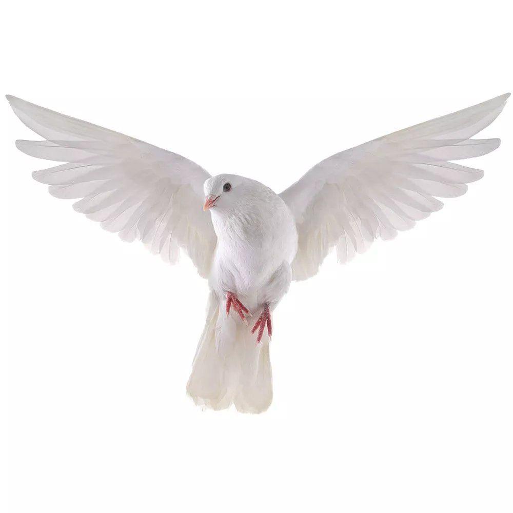 Peace Dove Wall Stickers for L – обзор и цена Interior Design Magazine